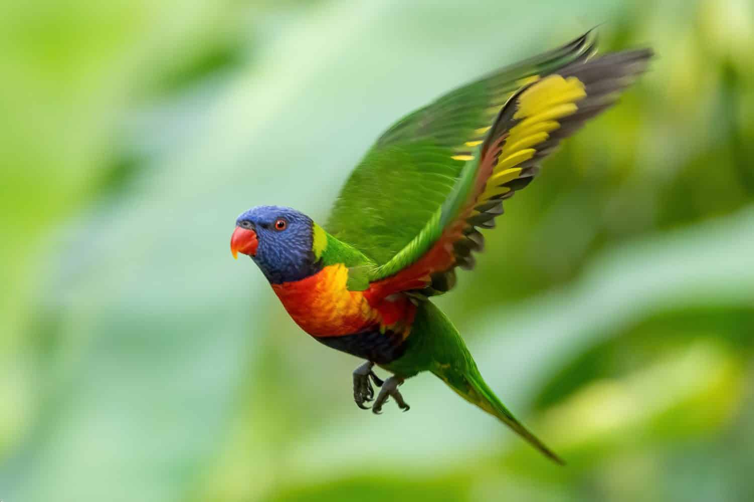 Parrot in Flight - Rainbow Lorikeet Flying Through the Air