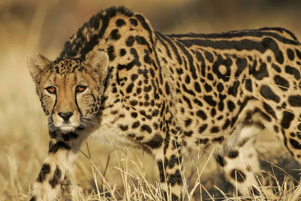 Rare female King Cheetah stalking South Africa
