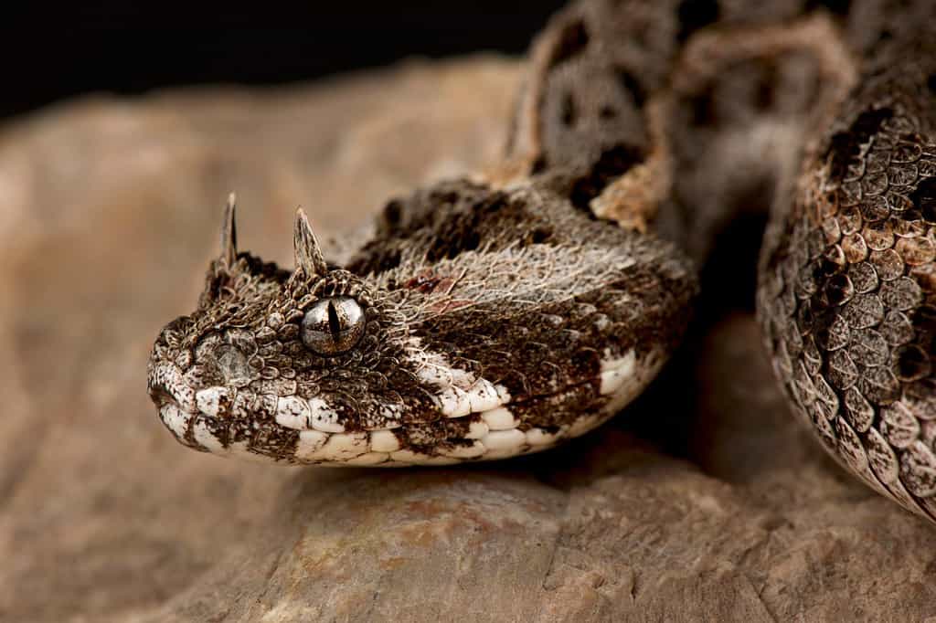 Discover 20 of the Most Endangered Vipers - A-Z Animals