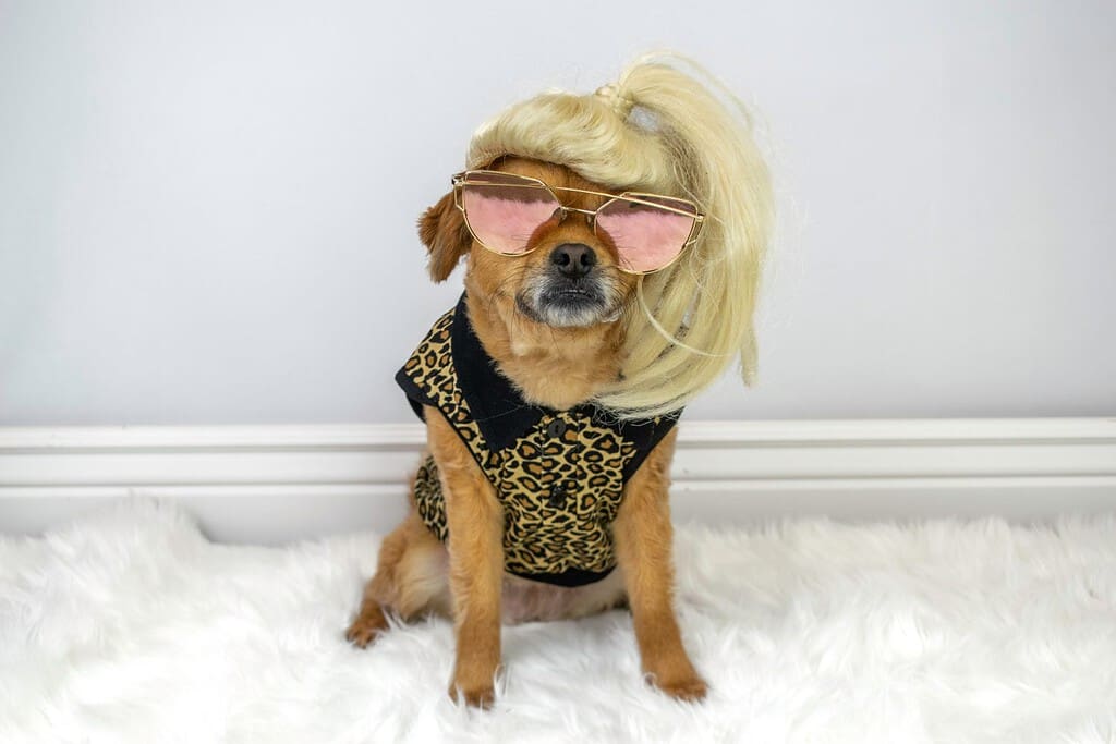 Funny dog wearing blonde wig and sunglasses
