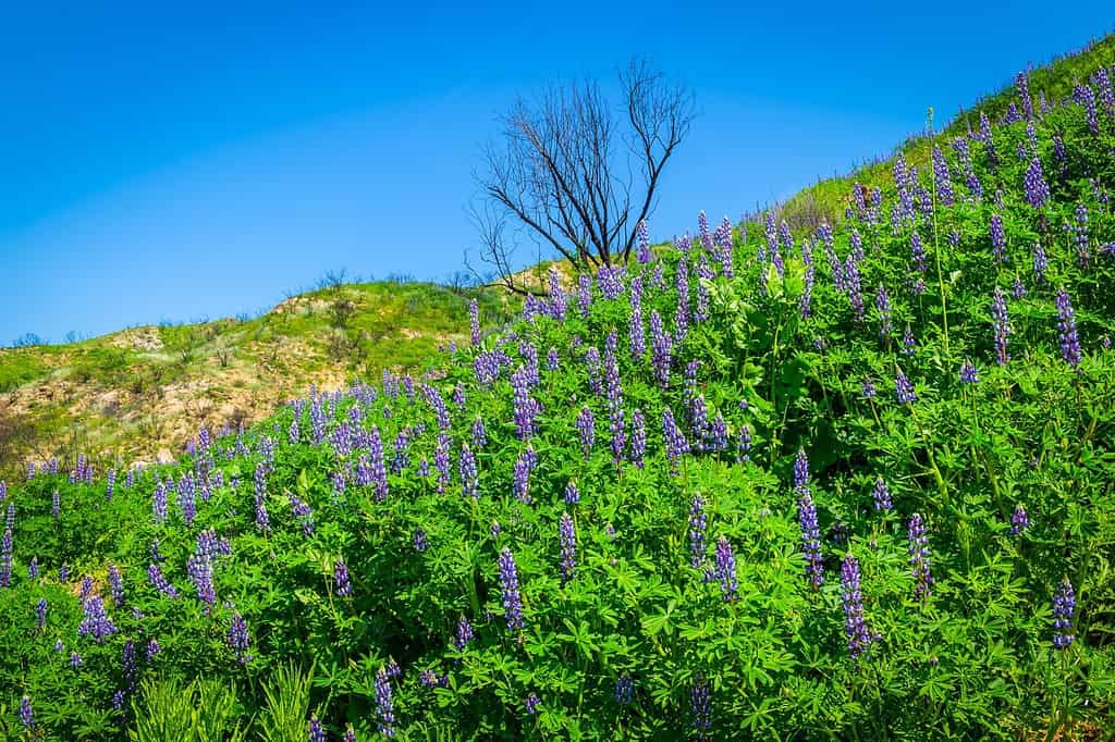 Lupine wildflowers in Malibu Creek State Park in the Santa Monica Mountains in spring 2019