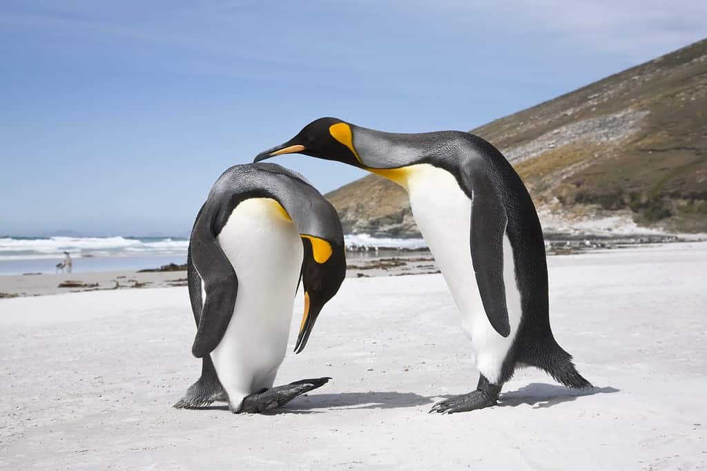 A pair of King penguin courtship display on a south atlantic beach