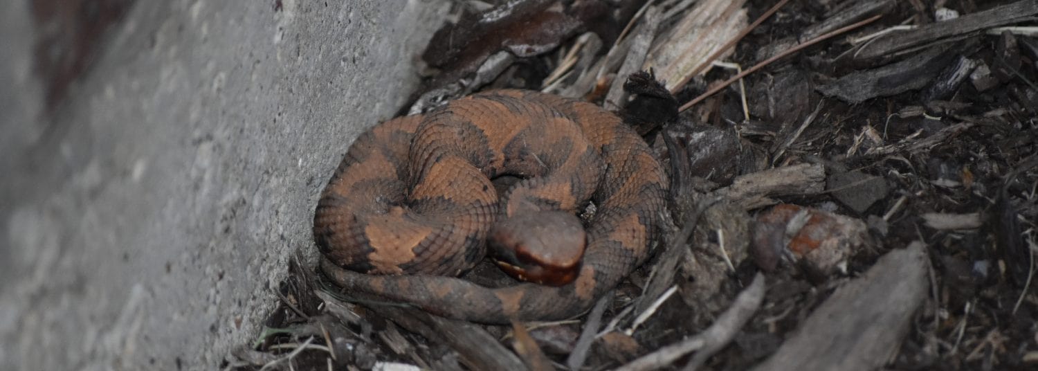 Copperhead snake found in backyard of residential home.