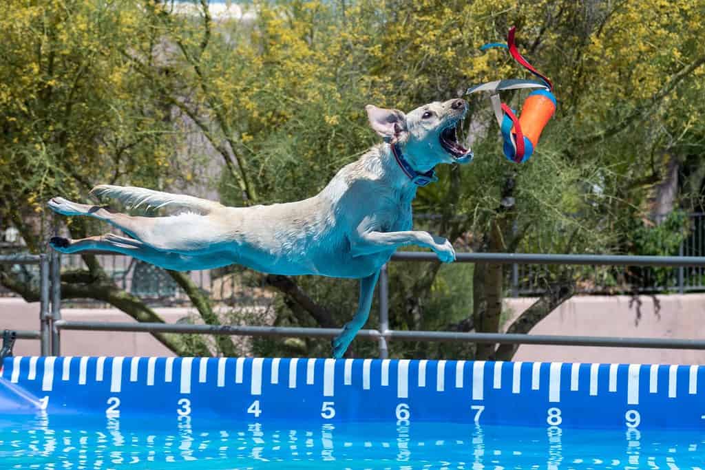Yellow Lab dog catching a toy during an event after jumping off a dock over a pool