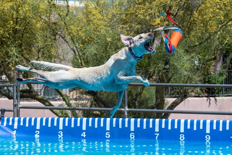 Yellow Lab dog catching a toy during an event after jumping off a dock over a pool