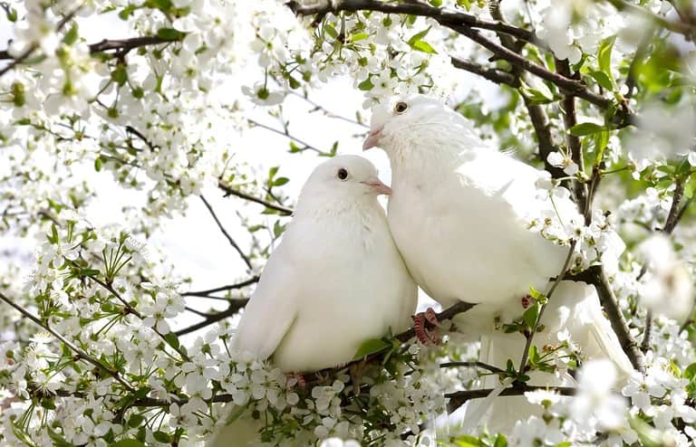 Two white doves with love. Valentine and Sweetest day concept. Couple of pigeons bird on the tree with background of blossom gardens.Love end familly concept.Couple of lover bird. together concept