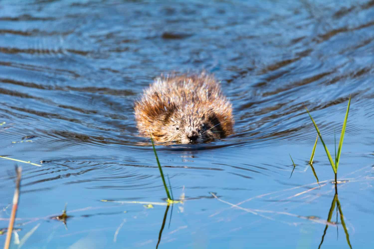 A beaver swims in the marsh of Wigwam Bay State Wildlife Game Area, near Standish, Michigan.