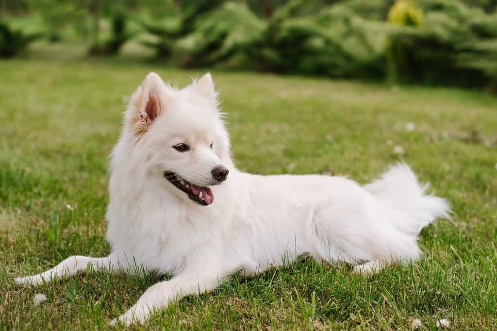 White adult dog of Pomsky breed sitting on green grass at the park