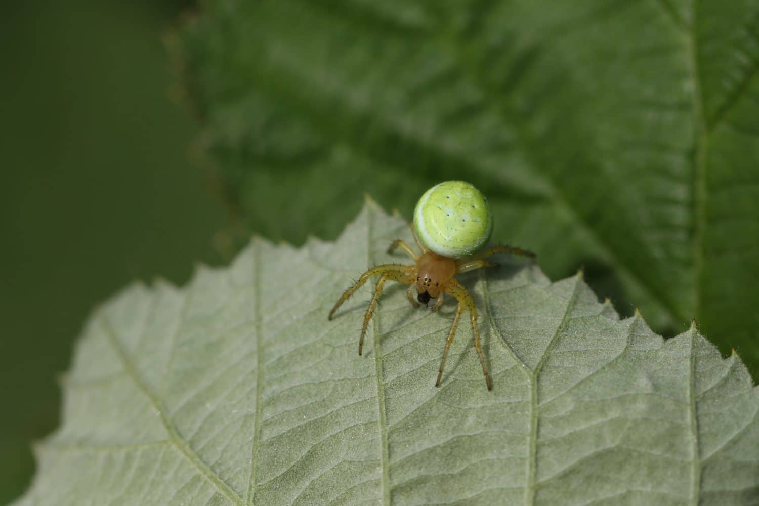 A hunting Cucumber Green Orb Spider, Araniella cucurbitina sensu stricto, hiding on the underside of a leaf.