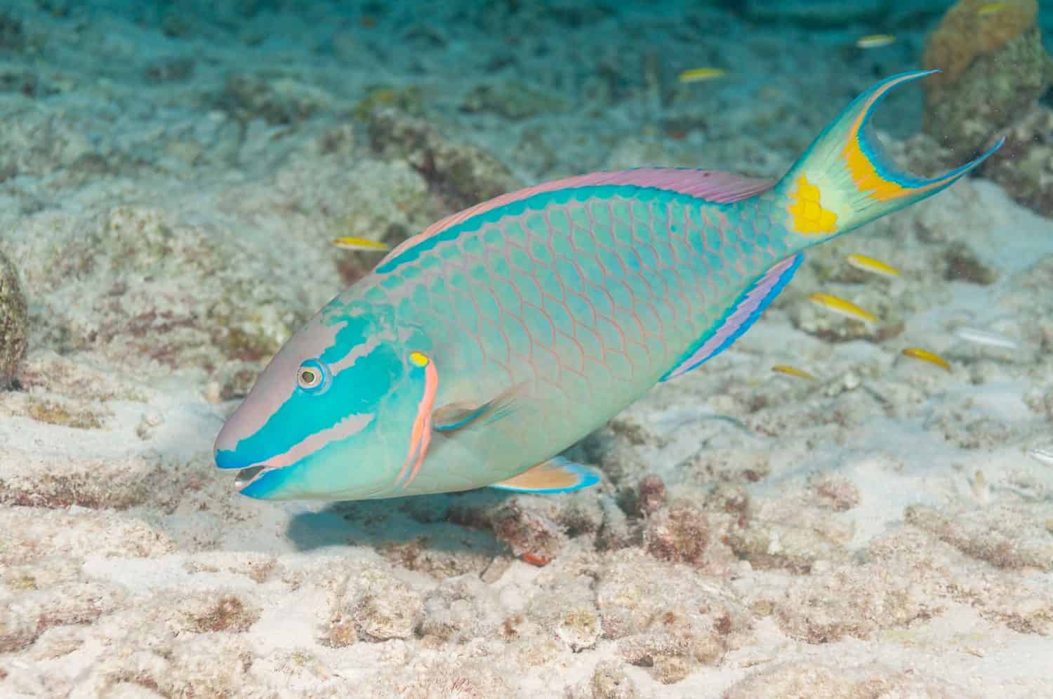 Stoplight parrotfish (Sparisoma viride) Bonaire, Leeward Islands