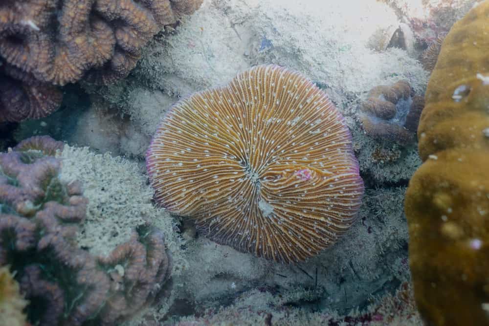 Brown mushroom coral, Fungi species in the coral reef                           