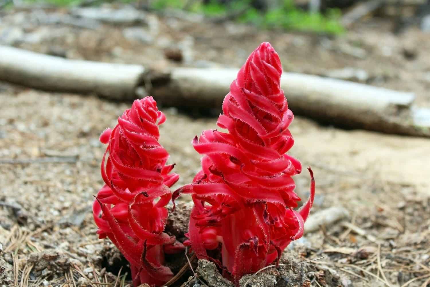 Two rarely seen red snow plants, officially called Sarcodes sanguinea, found on the ground of forest floor by the side of Panorama trail when hiking in Yosemite National Park, Yosemite, California, US
