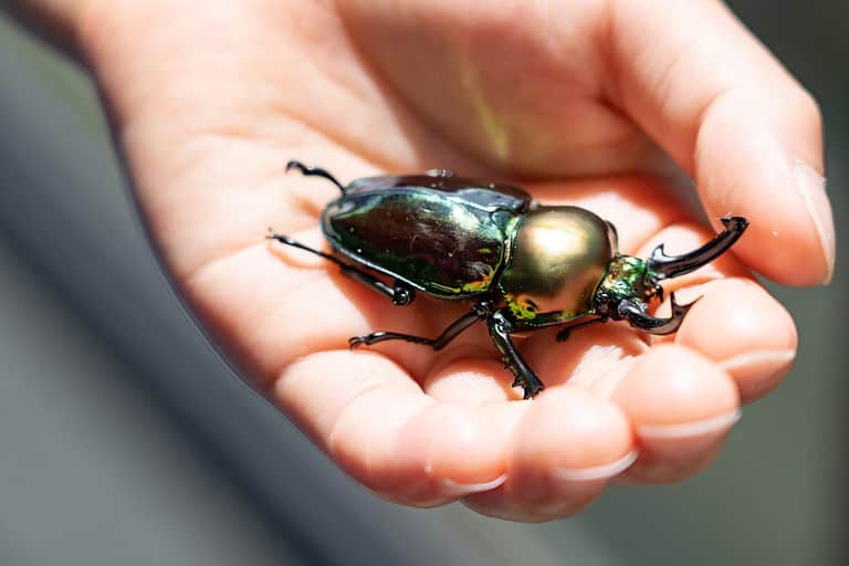 Hand holding a Phalacrognathus muelleri