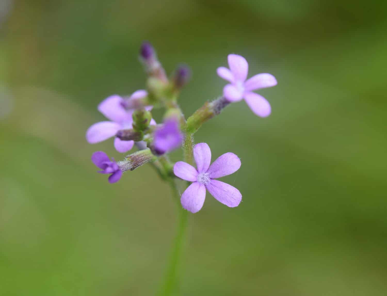 A selective focus macro image of a small grouping of tiny American Bluehearts, Buchnera americana, wildflowers, a native species of Louisiana.