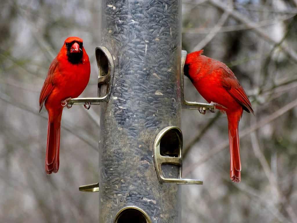 Two cardinals on a bird feeder