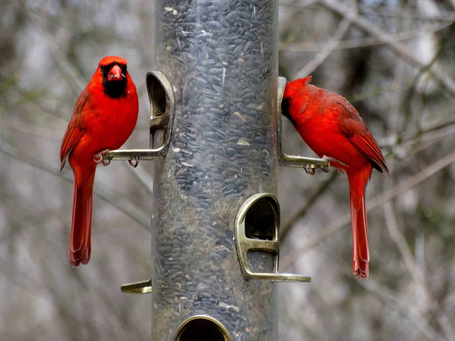 Two cardinals on a bird feeder 