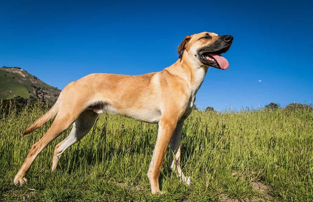A cute Black Mouth Cur dog standing on the middle of a grass-covered field on a warm and sunny day