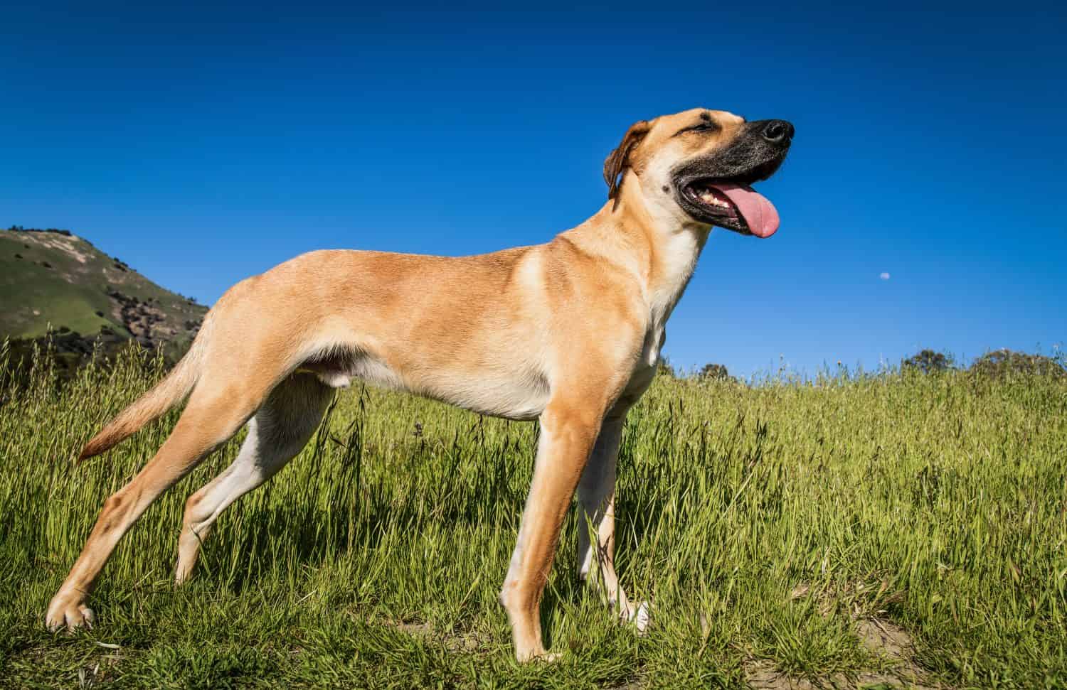 A cute Black Mouth Cur dog standing on the middle of a grass-covered field on a warm and sunny day