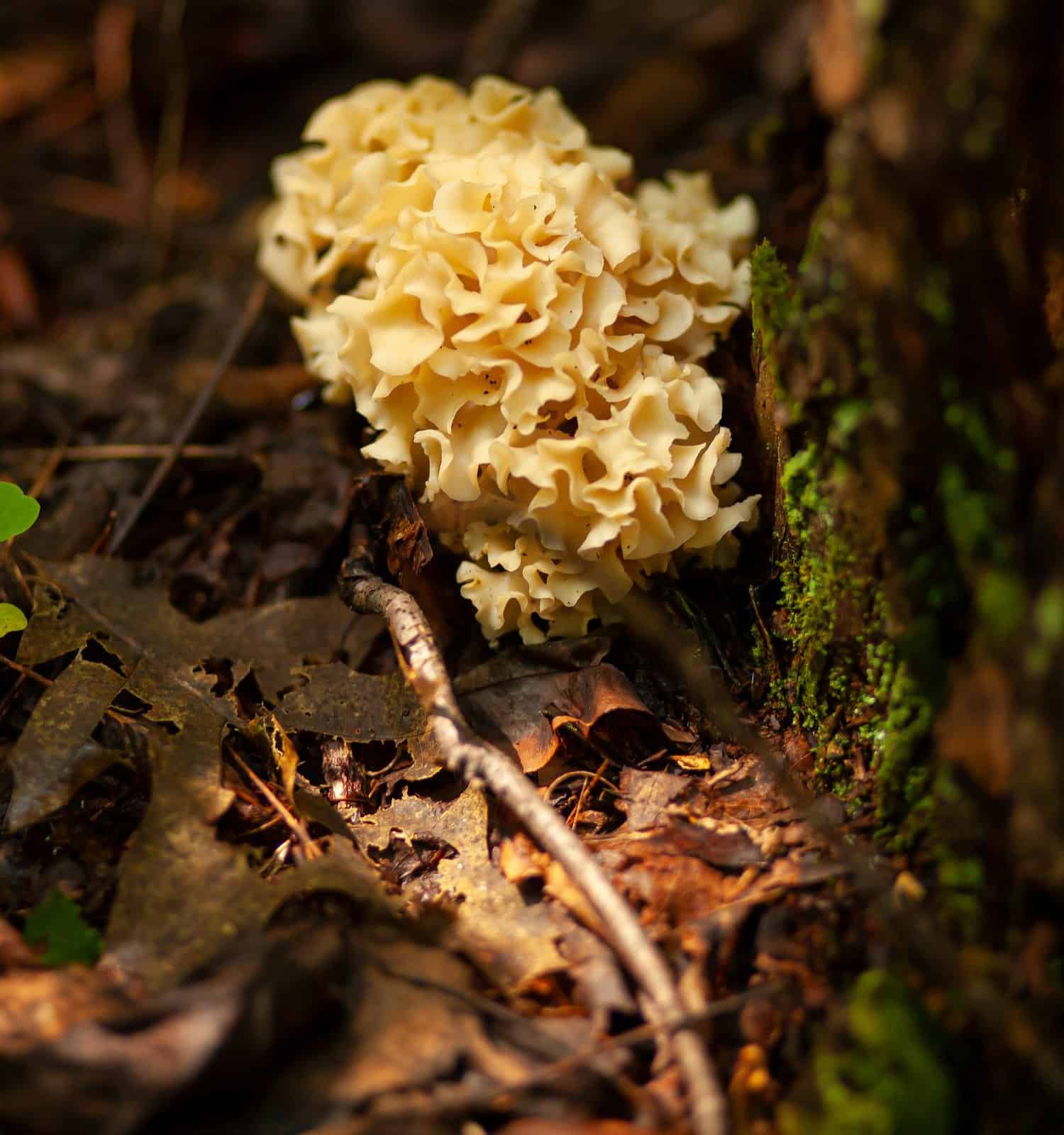 Close up image of Sparassis spathulata (the eastern cauliflower mushroom) on a muddy forest ground by a tree trunk in Maryland