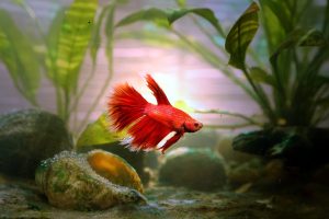 Ich on Betta Fish: Understanding and Treating That White Spot Picture