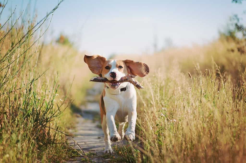 Happy beagle dog with flying ears running outdoors with stick in mouth. 