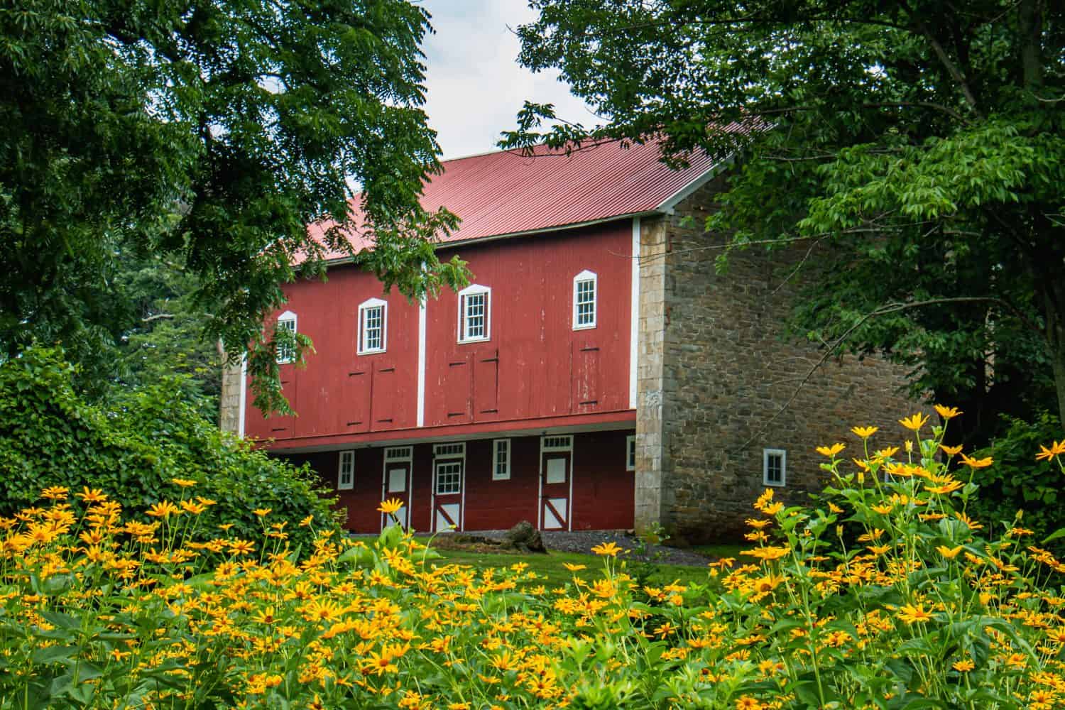 Iconic red barn stands framed by yellow flowers and trees in Wyomissing Park near Reading, PA
