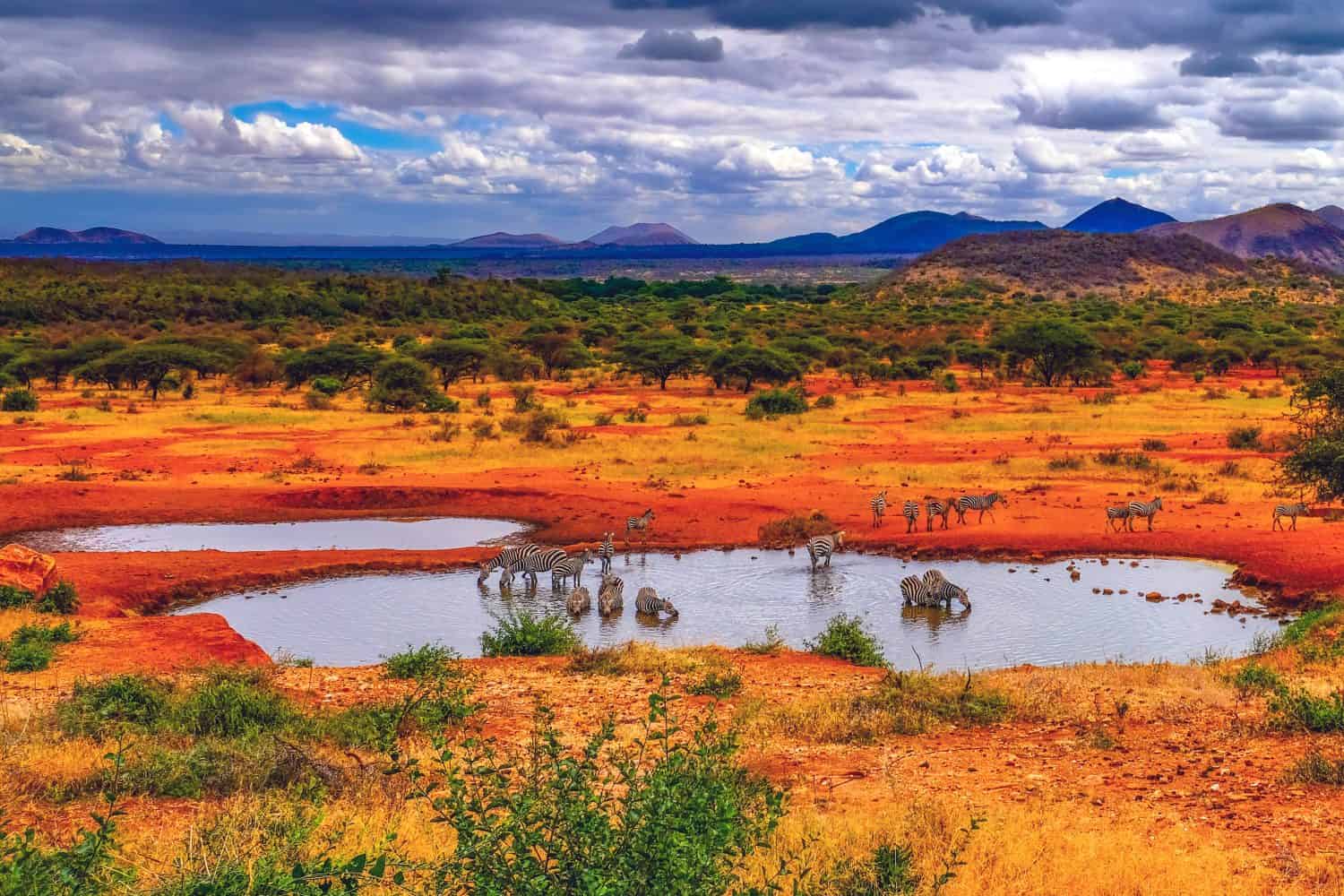 Zebras drinking in watering hole, volcanic landscape of Tsavo West National Park