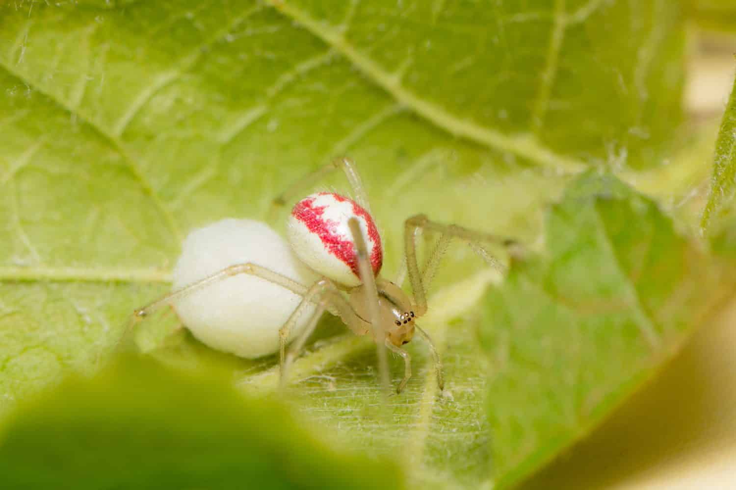 A macro image of a Common Candy-striped Spider - Enoplognatha ovata (redimita form). This female is hiding within a leaf while guarding her egg sac. The color of these is variable.