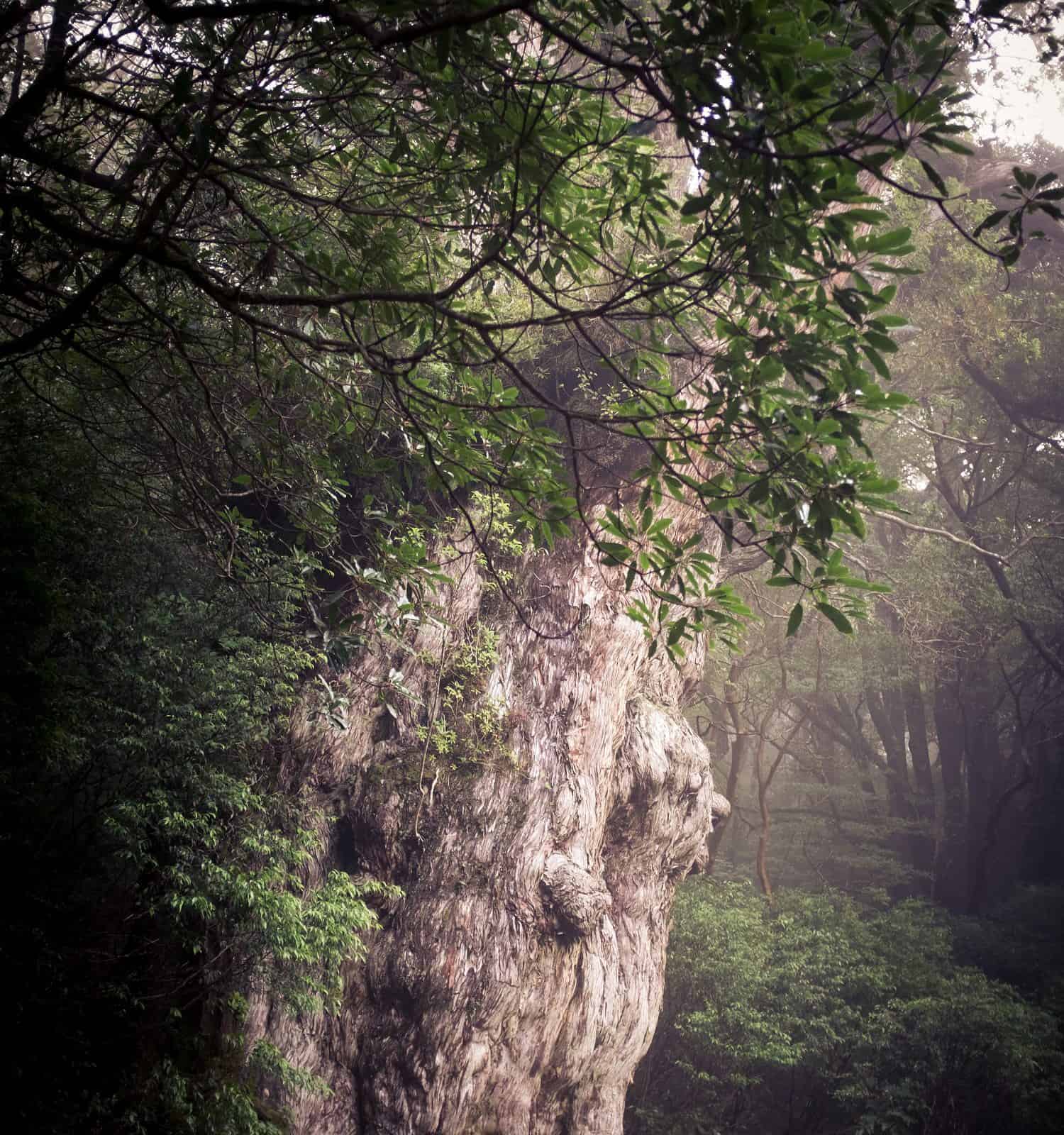 Jōmon Sugi, a large Cryptomeria tree (yakusugi) located on Yakushima island (Japan). It is estimated to be between 2,170 and 7,200 years old.
