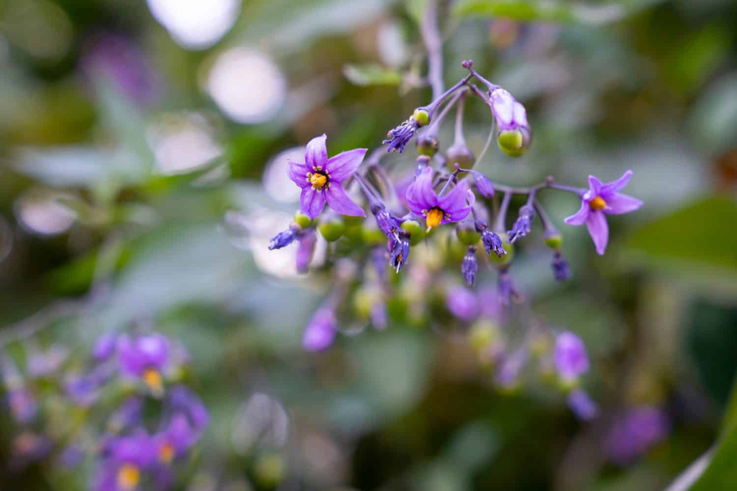 Bittersweet nightshade (Solanum dulcamara) flowers and buds with leaves close up