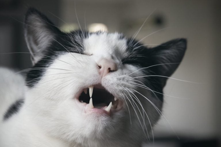 Closeup of a black and white cat grimacing with his mouth open