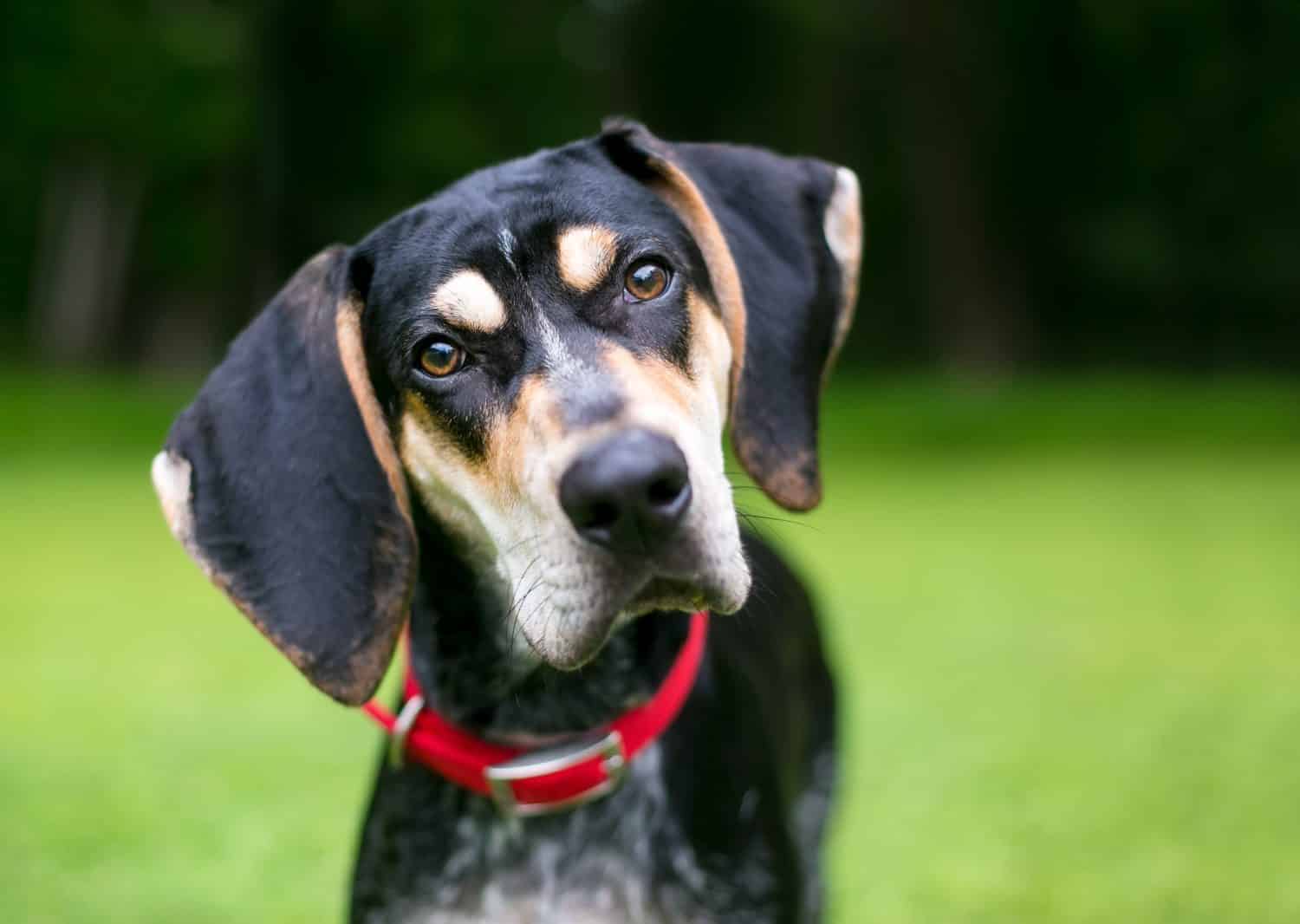 A Bluetick Coonhound dog outdoors wearing a red collar and listening with a head tilt