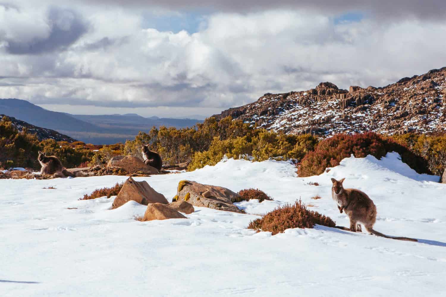 Ben Lomond ski village and wild kangaroos on a quiet winter's day in Tasmania, Australia