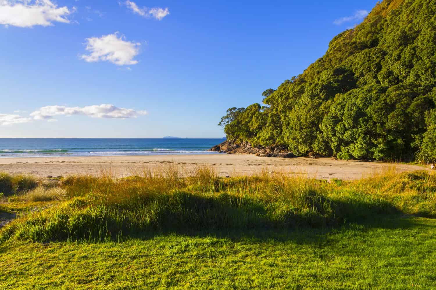 Landscape Scenery Matarangi Beach, Coromandel Peninsula New Zealand; During Low Tide