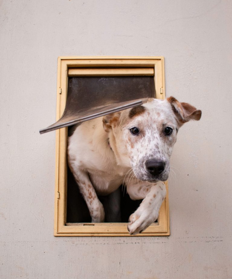 Dog with marking walking through doggy door