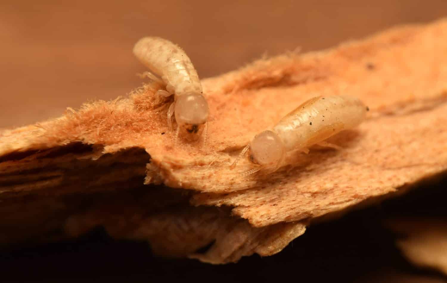 Close up macro Drywood termites. They feed on any piece of wood found around home.