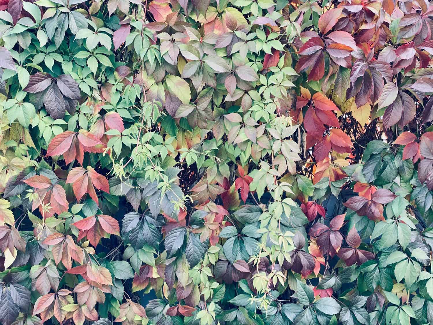 Colorful Virginia creeper on the wall in autumn season.
