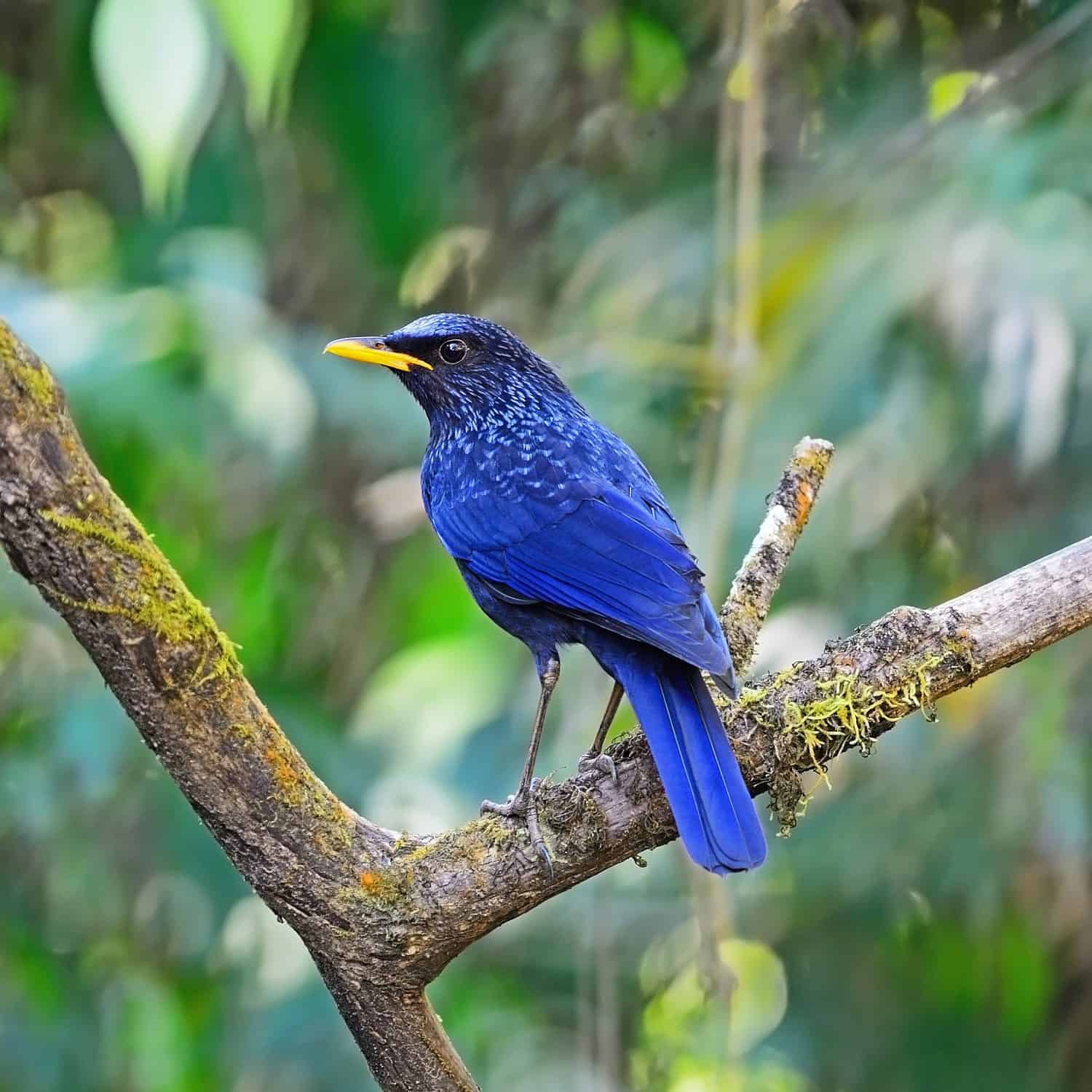 Purplish-blue bird, Blue Whistling Thrush (Myophonus caeruleus), yellow bill, standing on a branch