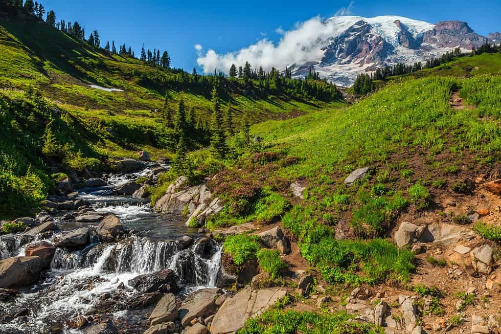 Mountain Rainier from the Skyline Trail in Paradise Valley, Mt Rainier National Park, Washington