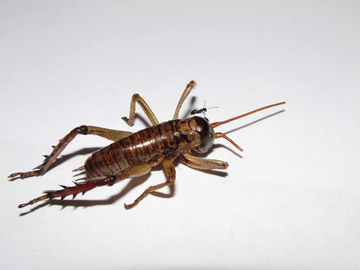 A New Zealand Weta with a black ant standing on its head
