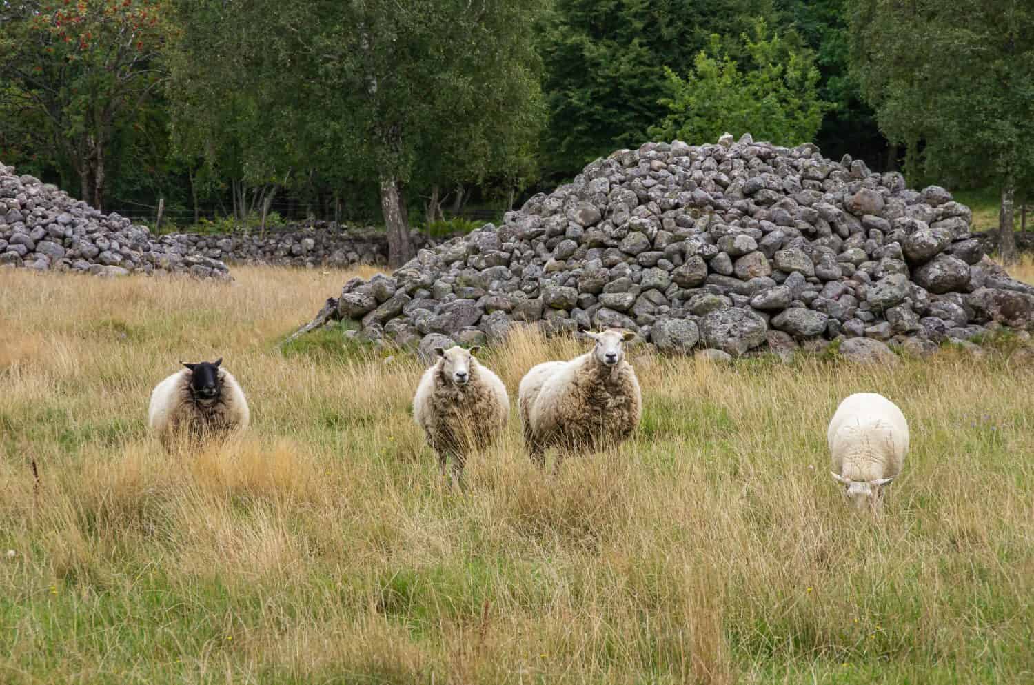 Four grazing sheep in a silvopasture environment in Sweden, concept of animal husbandry as well as of the obedient and steerable flock.