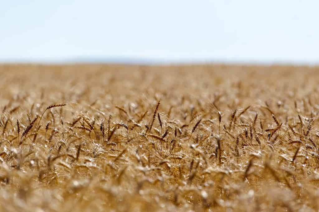A golden wheat field in Havre, Montana.