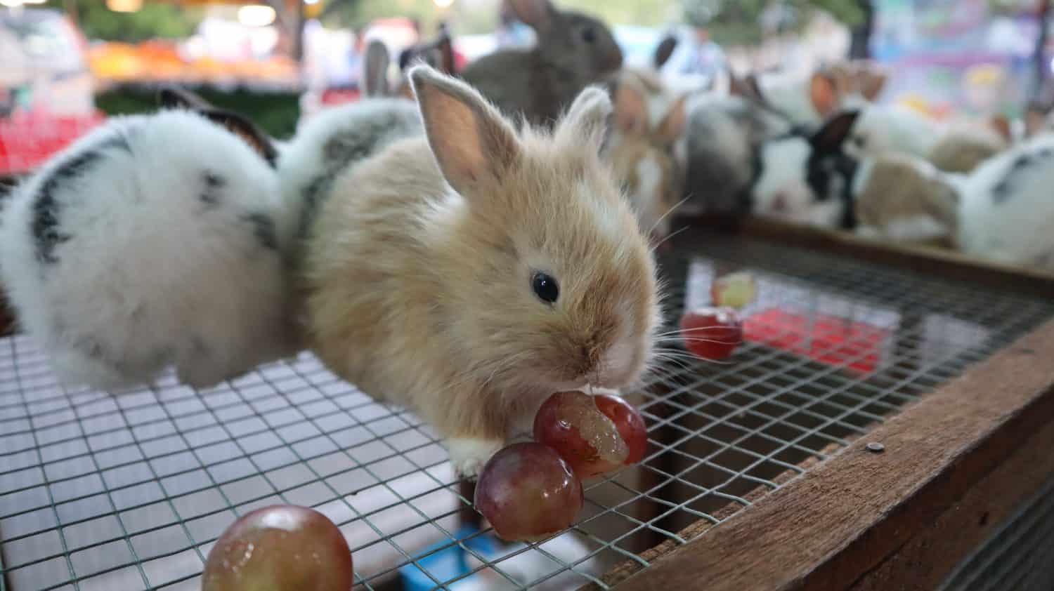 Cute little rabbit eating grapes