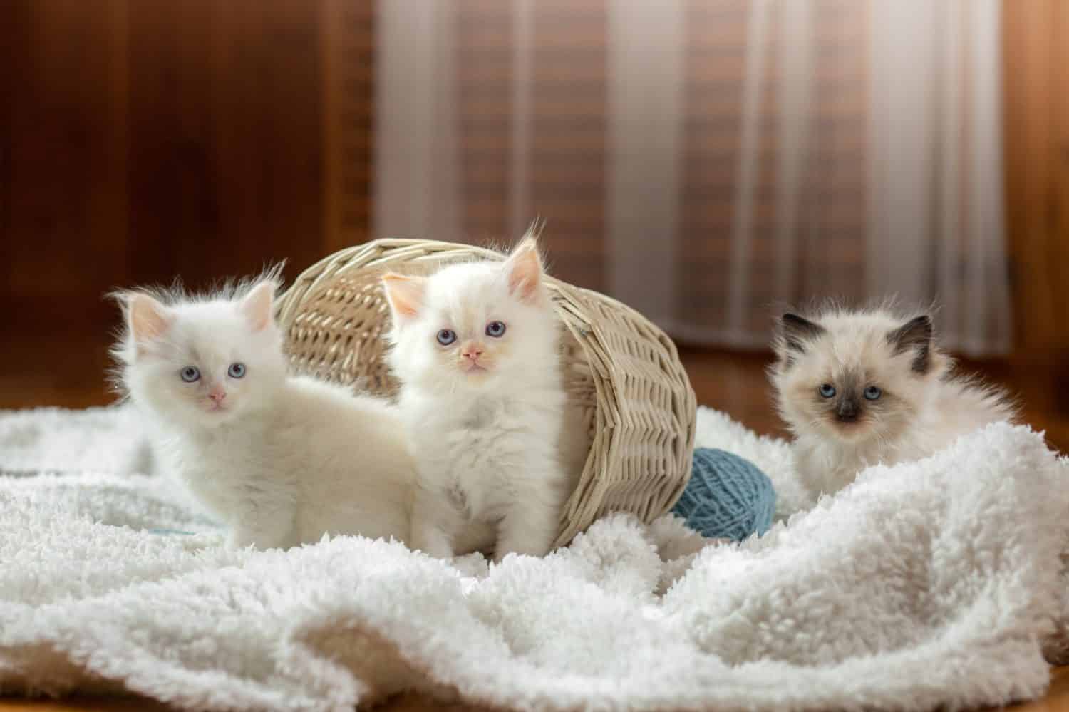 fluffy three kittens on white in a plaid. Bicolor Rag Doll Cat with blue ball