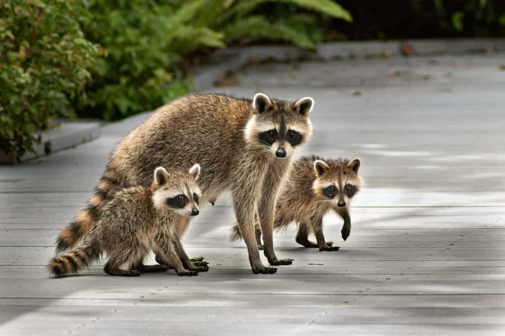 Raccoon mother and baby, family