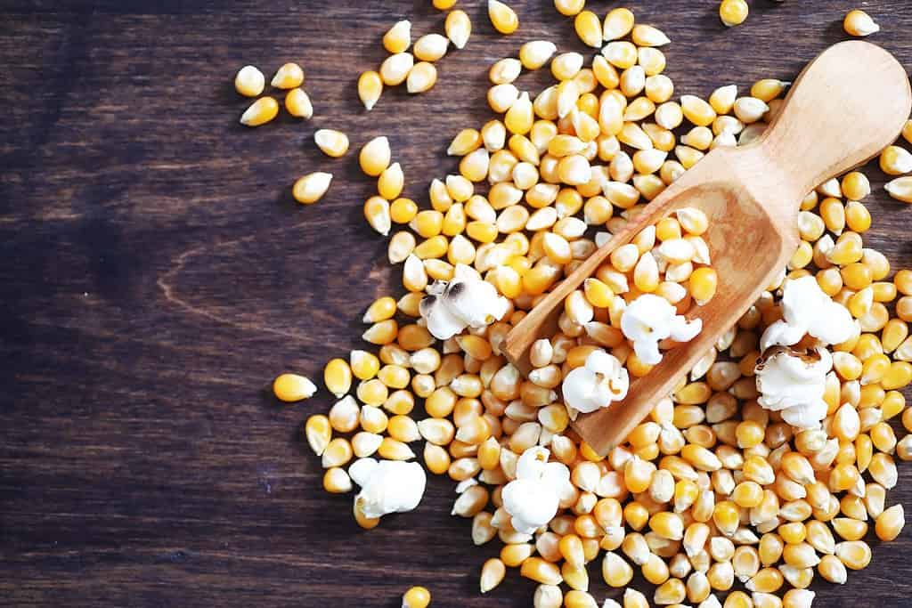Group of yellow raw corn kernels sweet corn. Grain seeds ingredient golden maize kernel. Wooden table ripe popcorn background.