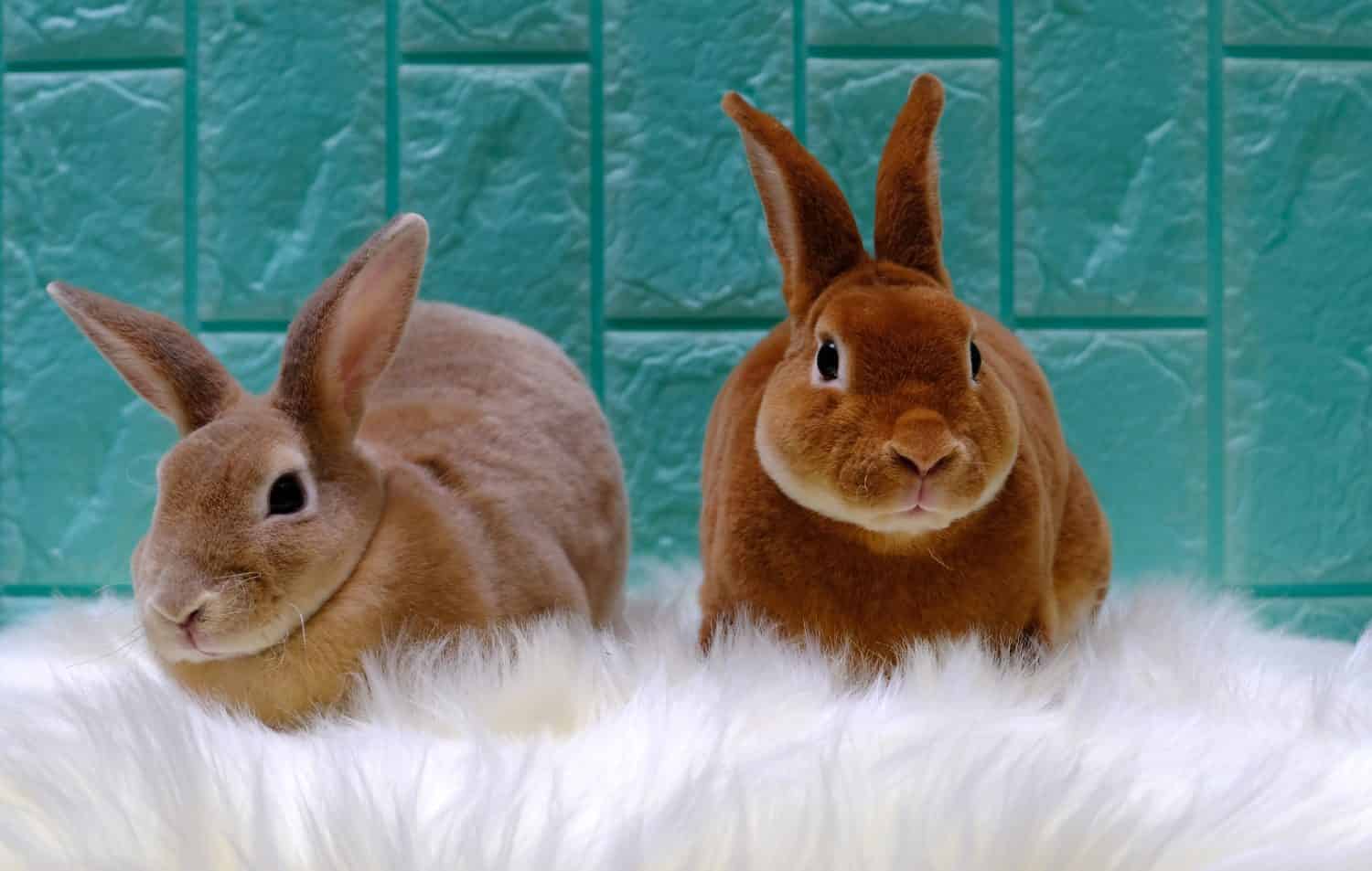 Couple Mini Rex rabbit or velvet rabbit on a white carpet cute pet concept