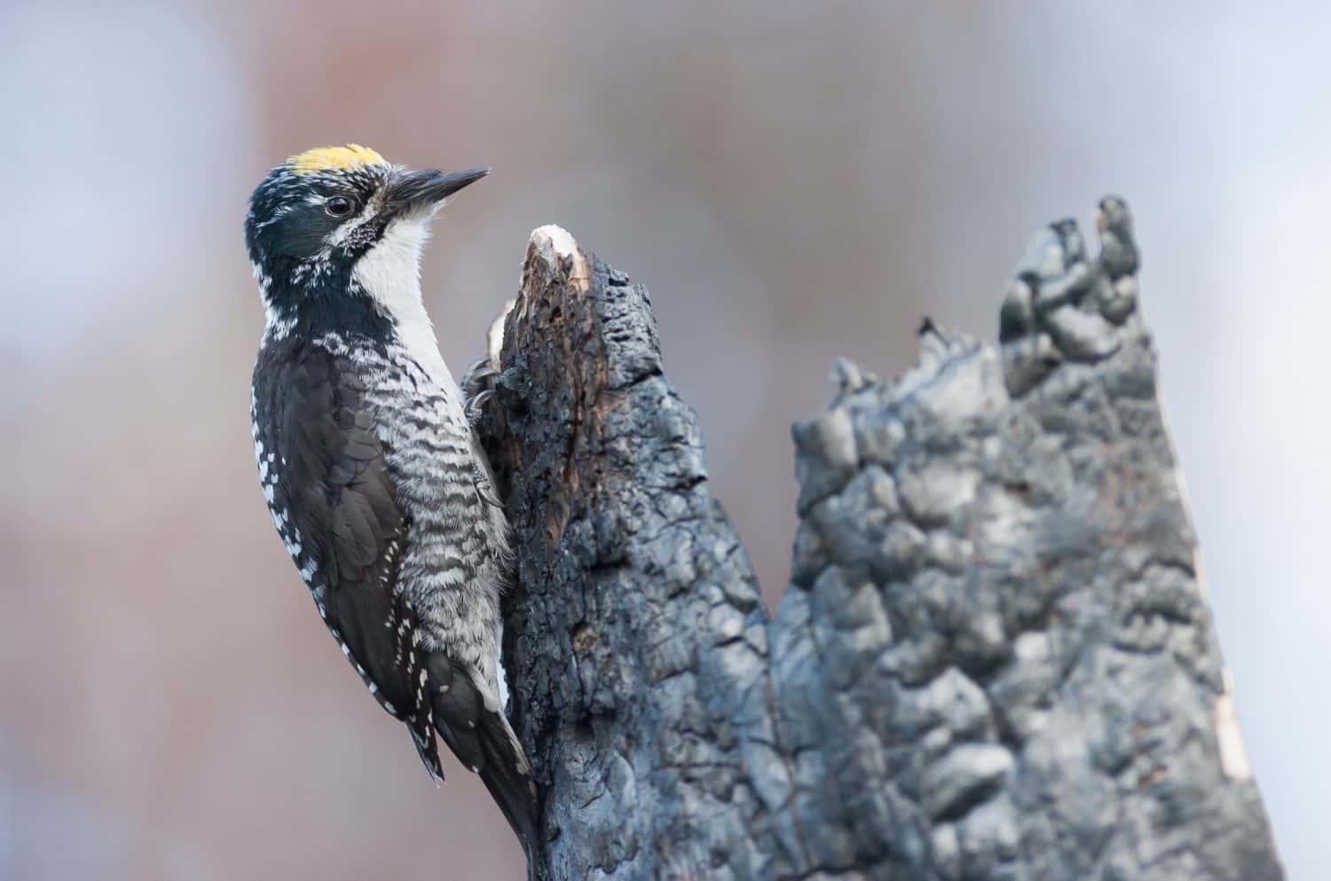 male American Three-toed Woodpecker Picoides dorsalis on charred tree in British Columbia Canada