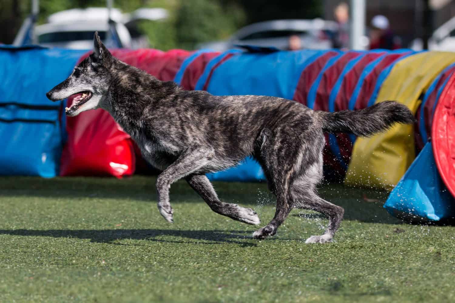 Fast extended working Dutch shepherd breed dog running full speed dog agility obstacle. Hollandse Herder at outdoors on dog agility competition. Cute and funny pet runs out from agility tunnel