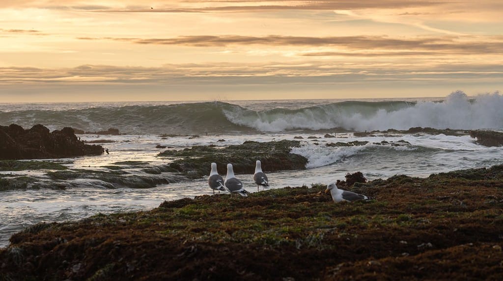 Seagulls looking at the big waves at Mavericks Beach, Half Moon Bay, California. Shot at sunset time in December.